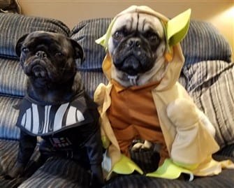 pugs-dressed-up-in-costumes